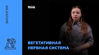 Вегетативная нервная система | Биология