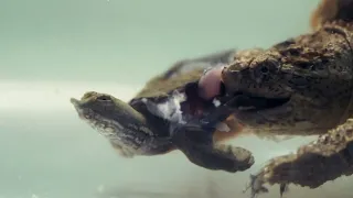 snapping turtles eating live tortoises，Live feeding