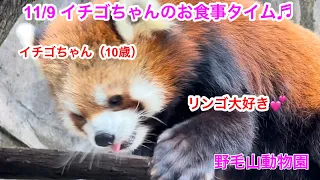 11/9 野毛山動物園レッサーパンダのイチゴちゃんのお食事タイム♬