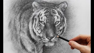 Простой карандаш "Тигр" | художник Чупринов