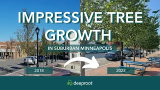 Streetscape Trees in Downtown Project Grow Large in Just 5 Years with Silva Cells