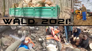 Action im Wald!!! Rießen Eiche und Buche! Husqarna&Stihl! 2021