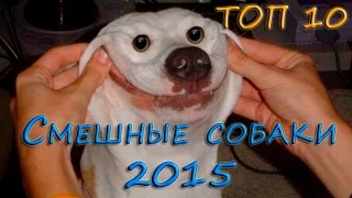 Самые смешные собаки 2015, ТОП 10 смешных собак, подборка 10 самых самых приколов с собаками.