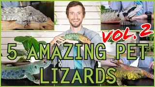 Five MORE of the Best Pet Lizards You Could Possibly Get!