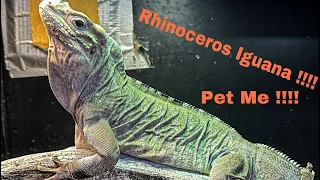 Is a Rhino Iguana the right pet for you ???