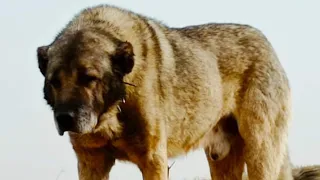 ORIGIN Of "KANGAL " Name | LEARN THE TRUTH ! | HB Kennel