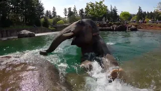 Asian Elephant Samudra Takes A Sunny Dip In His Pool