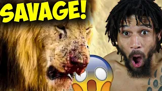 Epic Lion Fight To See Who's King! UFC Fighter Reaction