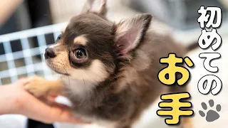 上目遣いのお手をするチワワがかわいすぎた