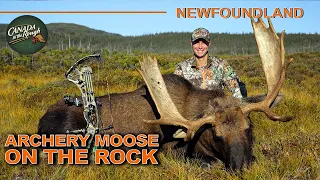 Stunning Moose Hunt during the Rut in Newfoundland (BIG Moose Action) | Canada in the Rough