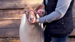 How to Put a Halter on a Sheep