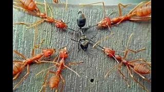 Insectos en Guerra "Épicas Batallas" | Documental National Geographic Español