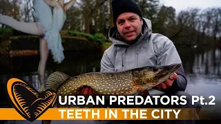 Urban Predators Pt. 2 - Teeth in the city