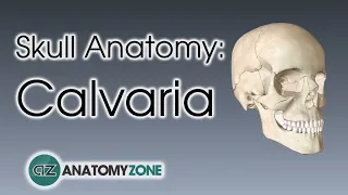 Bones of the Calvaria  | Skull Anatomy