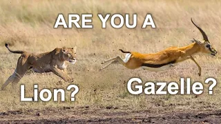 Are you A Lion or a Gazelle? (Day 7 of 100)