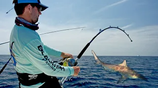 Massive Blacktip Sharks and a Huge Dolphin!!