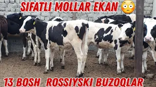 13 Bosh Rossiyski Buzoqlar ☎️+998 90 567 19 63