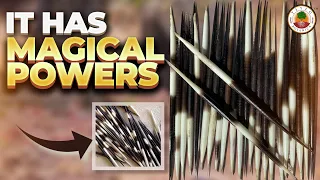 PORCUPINE QUILLS: Mystical Powers Magical Uses | Yeyeo Botanica
