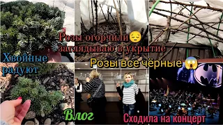 Заглянула под укрытие и ужаснулась. Розы чëрные. Сходила на концерт в Крокус Сити Холл