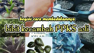 CIRI CIRI BIBIT SAWIT KECAMBAH PPKS ASLI