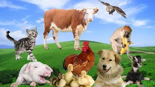 Sounds of farm animals: cows, chickens, ducks, dogs, cats, goats, sheep - Animal sounds part 13