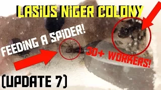 MORE WORKERS & FEEDING | Lasius Niger Colony (Update 7)