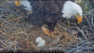 Jackie and Shadow's three shifts FOBBV CAM Big Bear Bald Eagle Live Nest - Cam 1