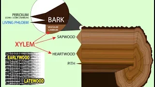 Dendrochronology (Tree Ring Dating)