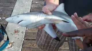 Fishing Galveston Island Texas Historic Pleasure Pier : Catching a Shark right off the Seawall!