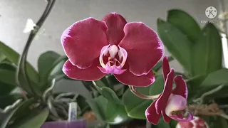 Обзор моих цветущих орхидей.