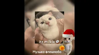 🕸️Музыка для флешмоба❄️