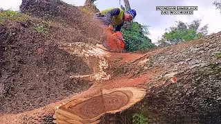 R.I.P sacred tree... the process of evacuating the fallen Trembesi, the wood is SPECIAL.