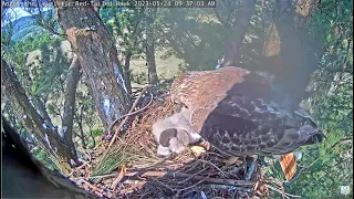 Angel Leucistic Red Tailed Hawk ~ Tom DROPS A VOLE Right On RTH5! 😲 SLOMO! 5.24.23