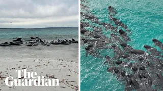 Dozens of pilot whales beach in mass stranding in Western Australia