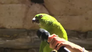 Meet Groucho, the singing parrot at Disney's Animal Kingdom