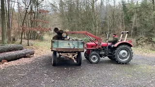 Massey Ferguson MF35 - Im Wald Baumstämme geladen. In the forest - firewood with frontloader