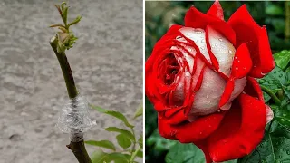 How to do multi color rose grafting in one plant || Rose Grafting Techniques