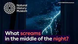 What screams in the night? The spine-chilling night noises made by animals | Natural History Museum