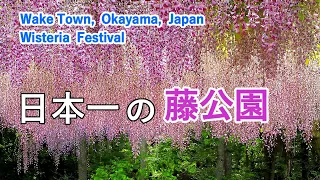 Japan's Largest Wisteria Park & Wisteria Festival, Wake Town, Okayama Prefecture, Japan