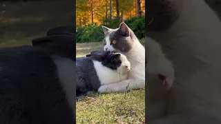 Funny little friends cat and rabbit