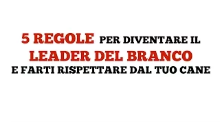 Diventare il leader del branco: 5 regole d'oro per farti rispettare dal cane (1° video)