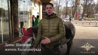 Житель Калининграда верхом на полупони помог полиции задержать серийного грабителя