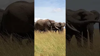 selfie time with tembo (elephants) masai Mara kenya #subscribe #safari #safarilife