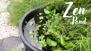 Traditional Japanese Style Rice Fish Patio Pond in Zen Garden: Easy Maintenance/ Feed & Breed