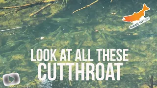 Coastal Cutthroat Fishing - How to catch Coastal Cutthroat
