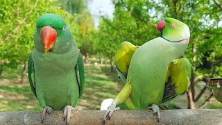 Best Dancing Parrot | Amazing Dancing Parrot