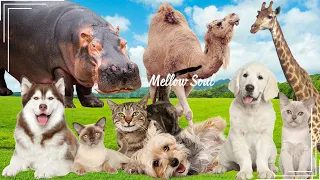 Sounds of wildlife animals, familiar animals: hippo, camel, giraffe, dog, cat