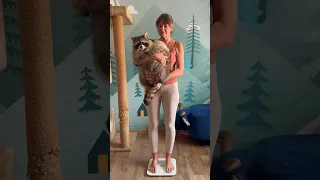 Взвесила енота Тёму😨 Это много или мало? #shotrs #animals #енот #животные #raccoon