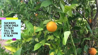 How To Prune Citrus Trees: Trimming To Grow More Fruit and Use Less Pesticides