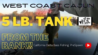 Bass Fishing California Delta: 5 Lb. Tank from the Bank!!